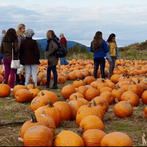 Pick Your Own - Barton Orchards